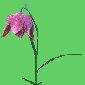 flower.gif (1051 bytes)